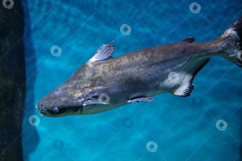 Скачать Подводная рыба, гигантский пангасиус (Pangasianodon hypophthalmus) фотосток Ozero