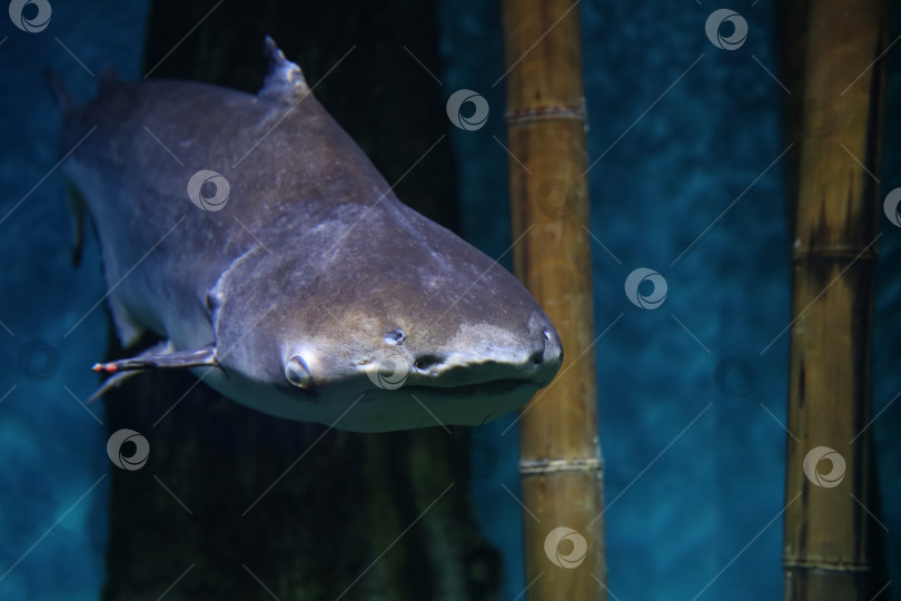 Скачать Подводная рыба, гигантский пангасиус (Pangasianodon hypophthalmus) фотосток Ozero