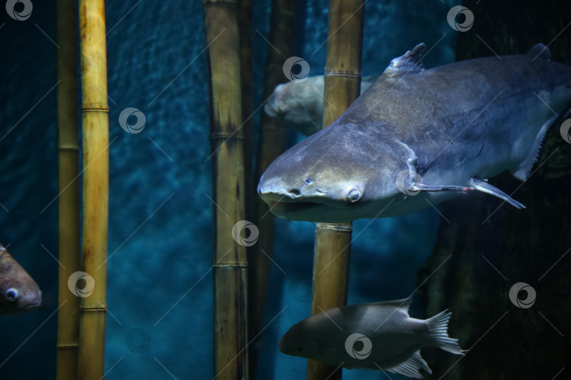 Скачать Подводная рыба, гигантский пангасиус (Pangasianodon hypophthalmus) фотосток Ozero