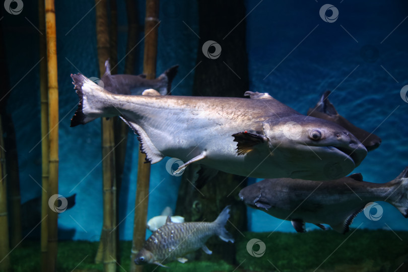Скачать Подводная рыба, гигантский пангасиус (Pangasianodon hypophthalmus) фотосток Ozero