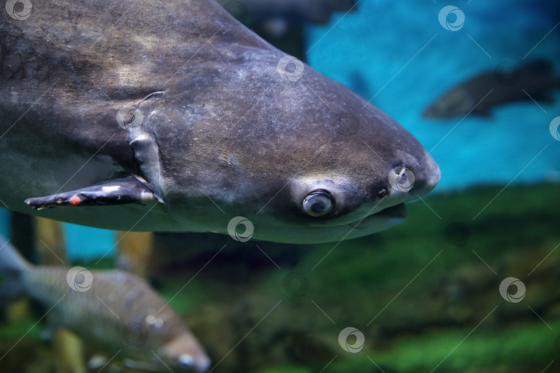 Скачать Подводная рыба, гигантский пангасиус (Pangasianodon hypophthalmus) фотосток Ozero