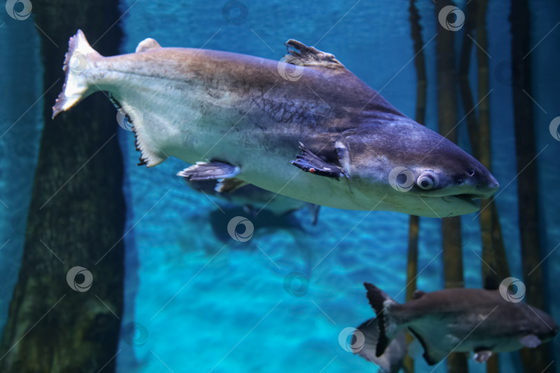 Скачать Подводная рыба, гигантский пангасиус (Pangasianodon hypophthalmus) фотосток Ozero