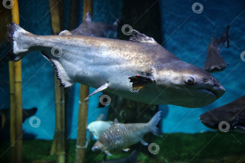 Скачать Подводная рыба, гигантский пангасиус (Pangasianodon hypophthalmus) фотосток Ozero