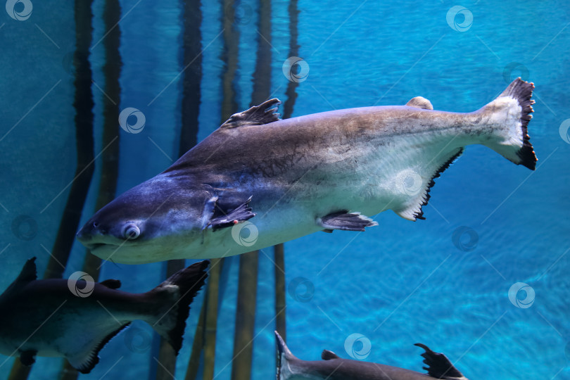 Скачать Подводная рыба, гигантский пангасиус (Pangasianodon hypophthalmus) фотосток Ozero