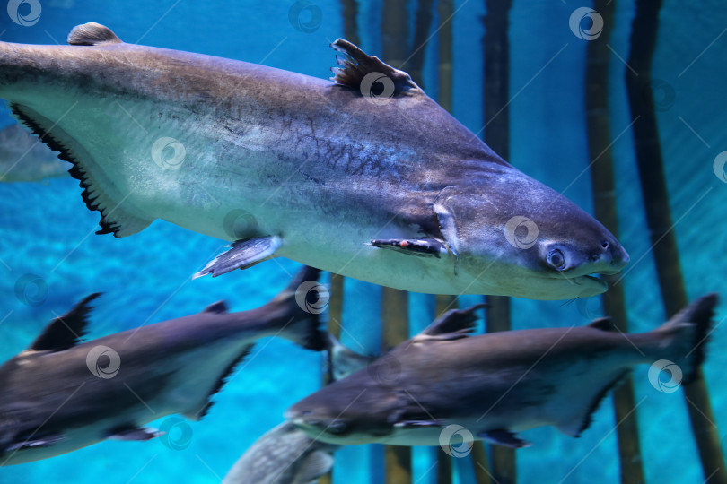 Скачать Подводная рыба, гигантский пангасиус (Pangasianodon hypophthalmus) фотосток Ozero