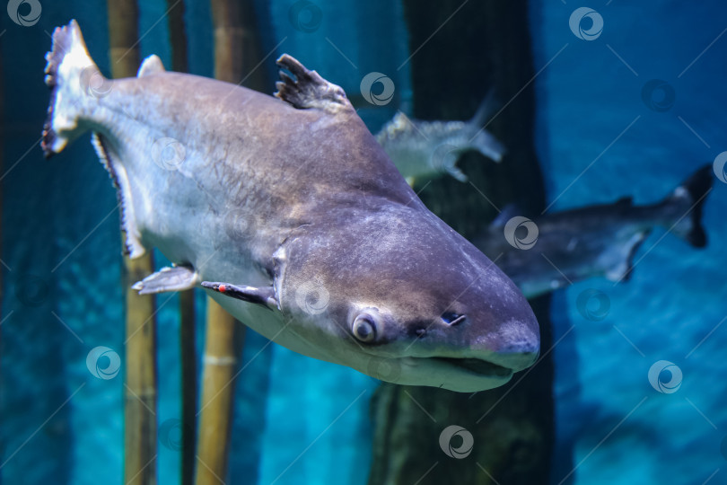 Скачать Подводная рыба, гигантский пангасиус (Pangasianodon hypophthalmus) фотосток Ozero