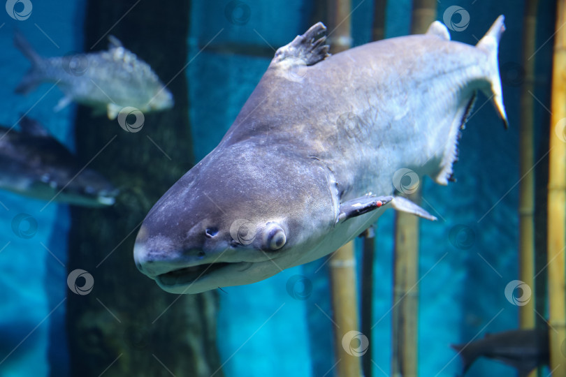 Скачать Подводная рыба, гигантский пангасиус (Pangasianodon hypophthalmus) фотосток Ozero