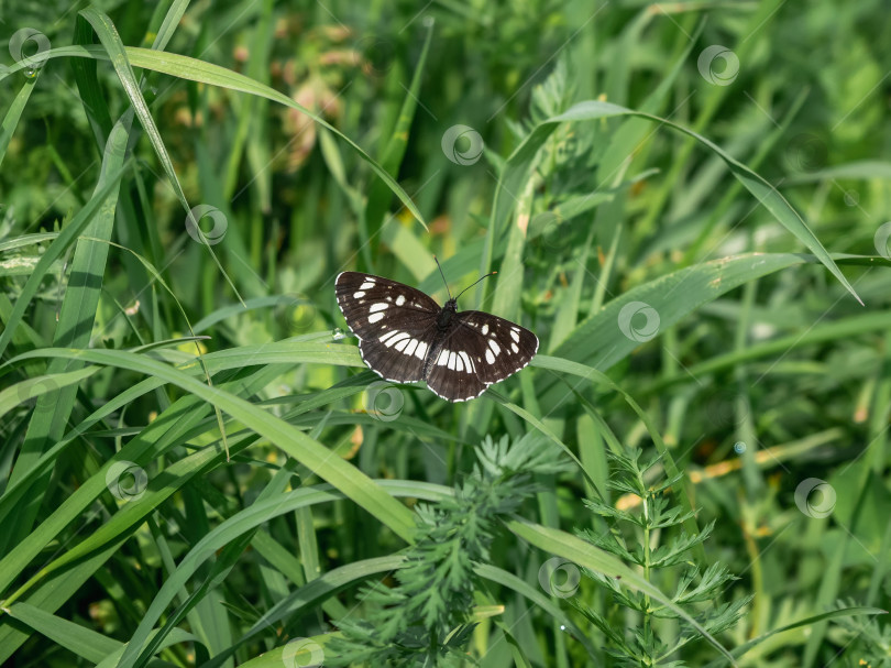 Скачать Маленькая бабочка на зеленой траве. Neptis rivularis. фотосток Ozero
