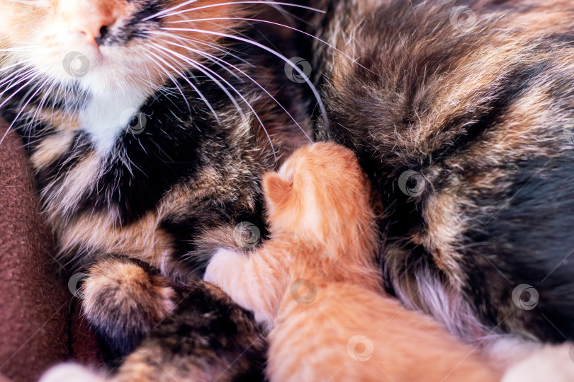 Скачать Кошка и два очаровательных котенка мирно лежат рядом друг с другом фотосток Ozero