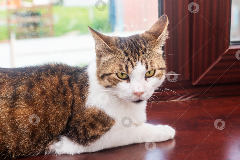 Скачать Коричнево-белая кошка уютно устроилась на подоконнике фотосток Ozero