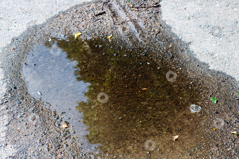 Скачать На земле есть лужица воды, в которой отражается дерево фотосток Ozero