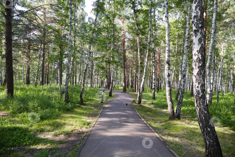 Скачать Извилистая тропинка в тихом парке с высокими березами. фотосток Ozero