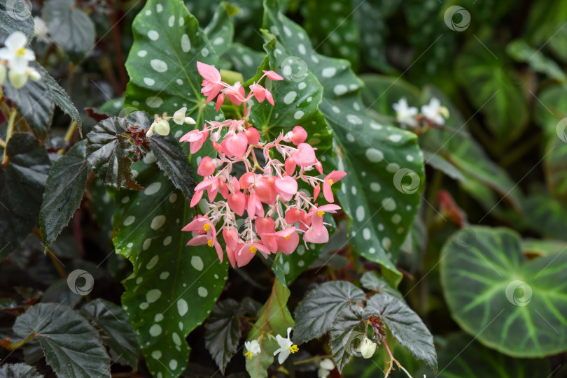 Скачать Бегония в горошек Begonia maculata с пятнисто-зелеными листьями и гроздьями розовых цветов в пышном тропическом саду, запечатленная при естественном дневном свете. фотосток Ozero