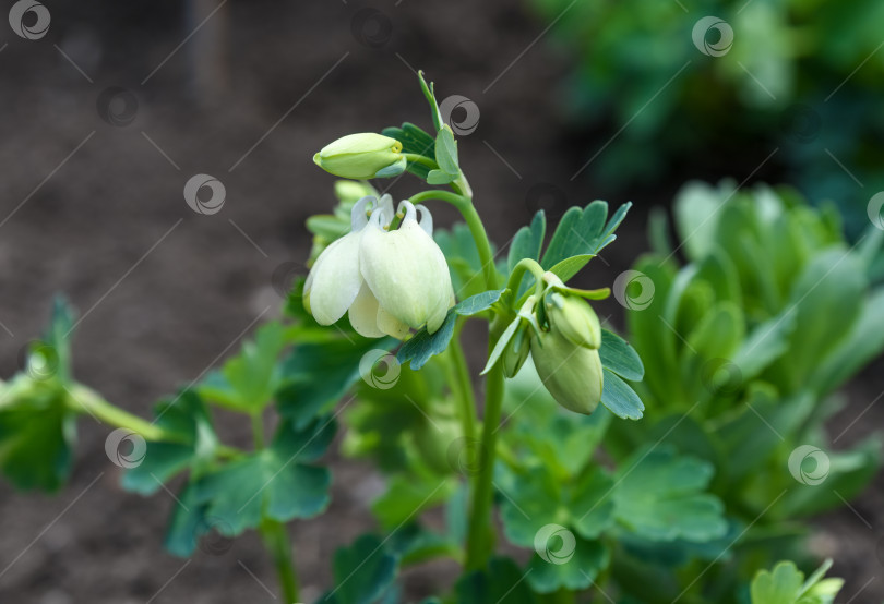Скачать Белый цветок и бутон Aquilegia flabellata nana alba в мягком освещении, демонстрирующий нежные лепестки и свежий зеленый фон. фотосток Ozero