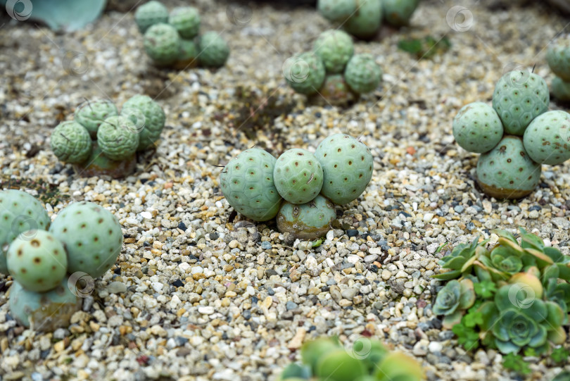 Скачать Tephrocactus geometricus с круглыми сегментированными стеблями в ухоженном пустынном ландшафте, растущий на песчаной почве среди других суккулентов и кактусов. фотосток Ozero