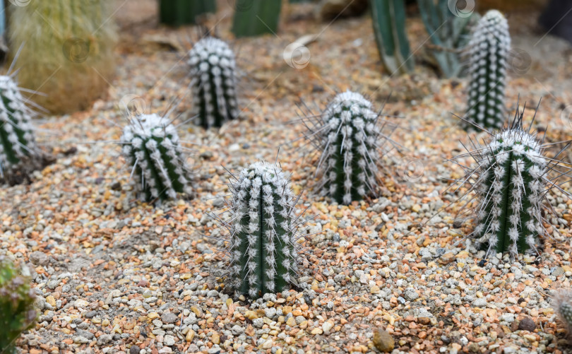 Скачать Молодые кактусы Pilosocereus gounellei, растущие на гравийной почве в сухом пустынном саду. Столбчатые стебли с белыми ареолами и длинными острыми шипами. фотосток Ozero