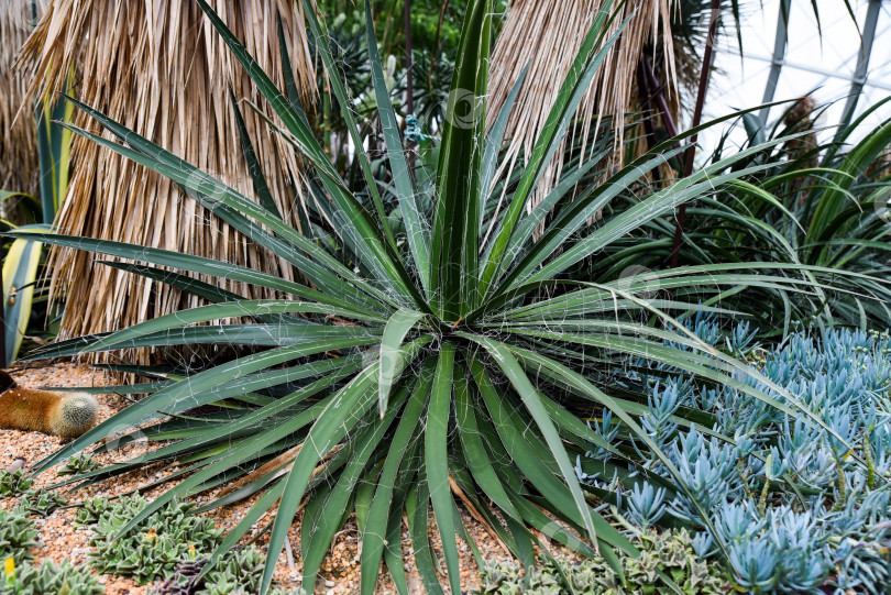 Скачать Юкка нитчатая (Yucca filamentosa) - растение с острыми зелеными листьями и декоративными белыми нитями. Зимостойкое пустынное растение в засушливом садовом ландшафте фотосток Ozero
