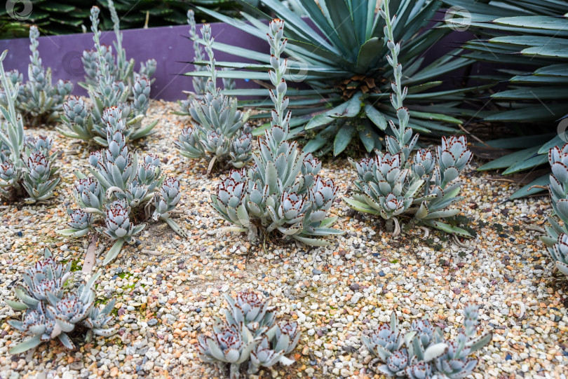Скачать Группа суккулентов Kalanchoe tomentosa, растущих вместе в саду песчаной пустыни. Пушистые зеленые листья с отчетливыми коричневыми кончиками. фотосток Ozero