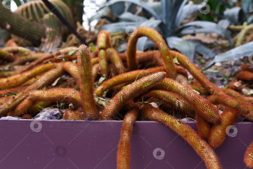 Скачать Золотистый крысохвостый кактус (Cleistocactus winteri) с зелеными колючими стеблями, произрастающий в тропическом климате Сингапура, демонстрирует уникальную красоту пустынных растений. фотосток Ozero