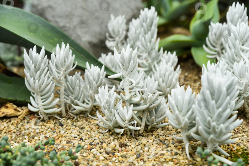 Скачать Крупный план белых суккулентных растений Senecio haworthii, растущих на песчаной почве, демонстрирующих их бархатистую текстуру и уникальную форму в пустынном саду. фотосток Ozero