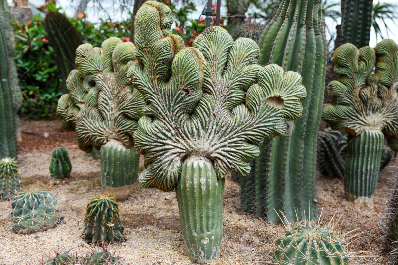 Скачать Гроздь кактусов Cereus forbesii с уникальным веерообразным ростом в пустынном саду. Экзотический сорт кактусов с поразительной кристальной формой. фотосток Ozero