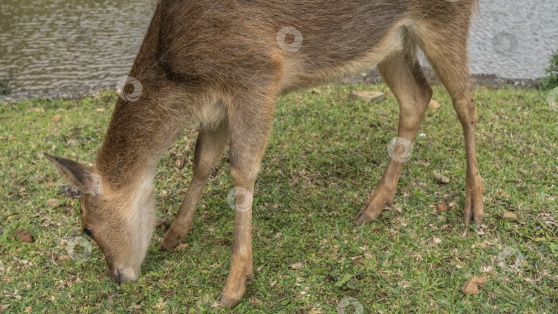 Скачать Олень Rusa Cervus timorensis пасется на зеленом лугу у пруда. фотосток Ozero
