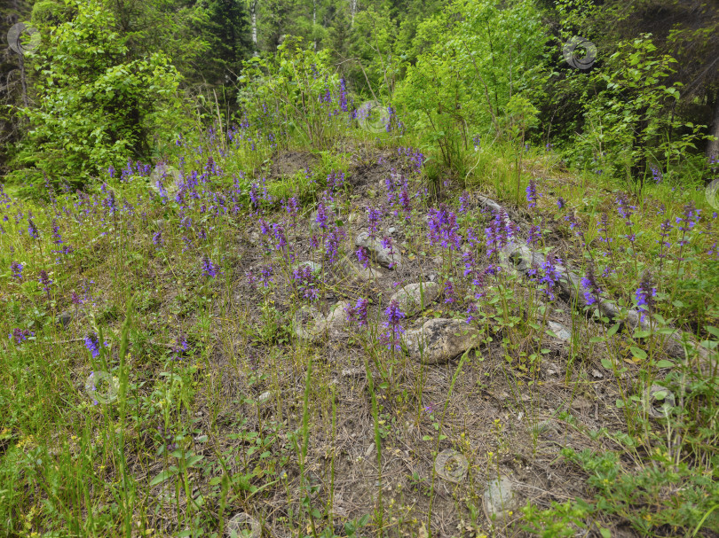 Скачать Фиолетовые цветы. Растения Salvia pratensis фотосток Ozero