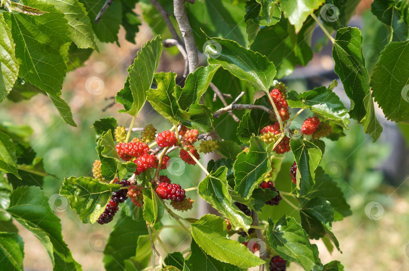 Скачать Ягоды тутовника (шелковицы) зреют на ветвях штамбового дерева фотосток Ozero