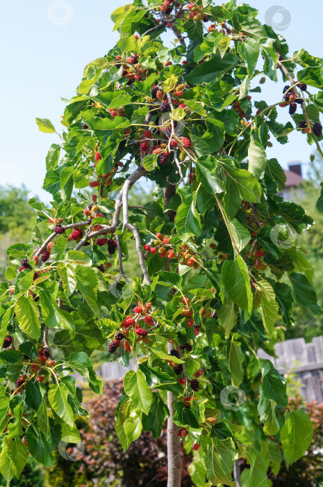 Скачать На ветвех штамбового дерева тутовника (шелковицы) созревают ягоды фотосток Ozero