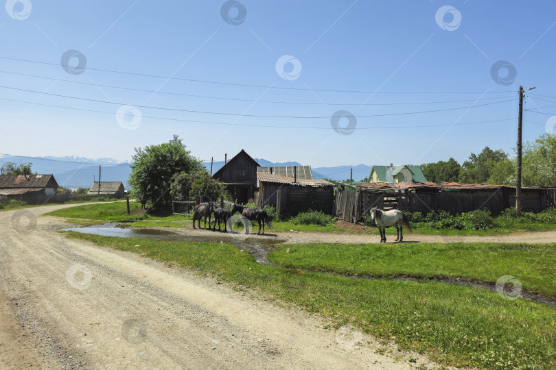 Скачать пыльная сельская дорога. На ферме пасутся лошади фотосток Ozero