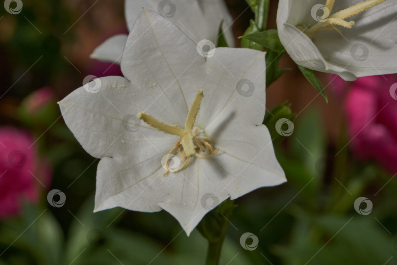 Скачать Колокольчик (лат. Campanula) цветет в саду. фотосток Ozero