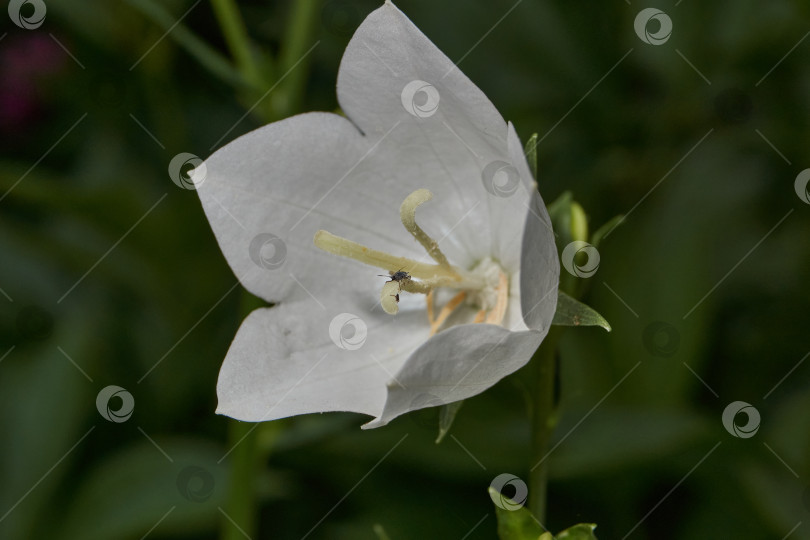 Скачать Колокольчик (лат. Campanula) цветет в саду. фотосток Ozero