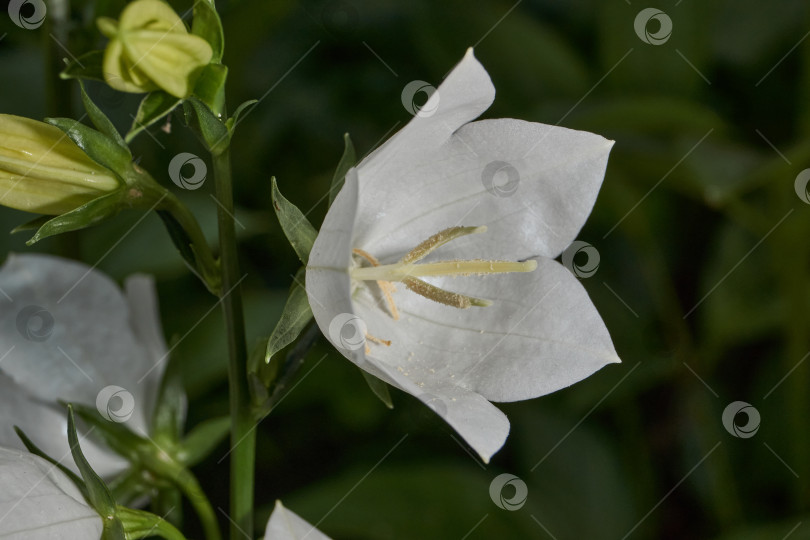Скачать Колокольчик (лат. Campanula) цветет в саду. фотосток Ozero