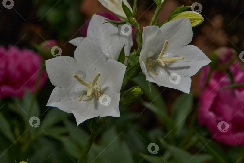 Скачать Колокольчик (лат. Campanula) цветет в саду. фотосток Ozero