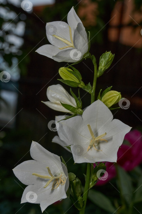 Скачать Колокольчик (лат. Campanula) цветет в саду. фотосток Ozero