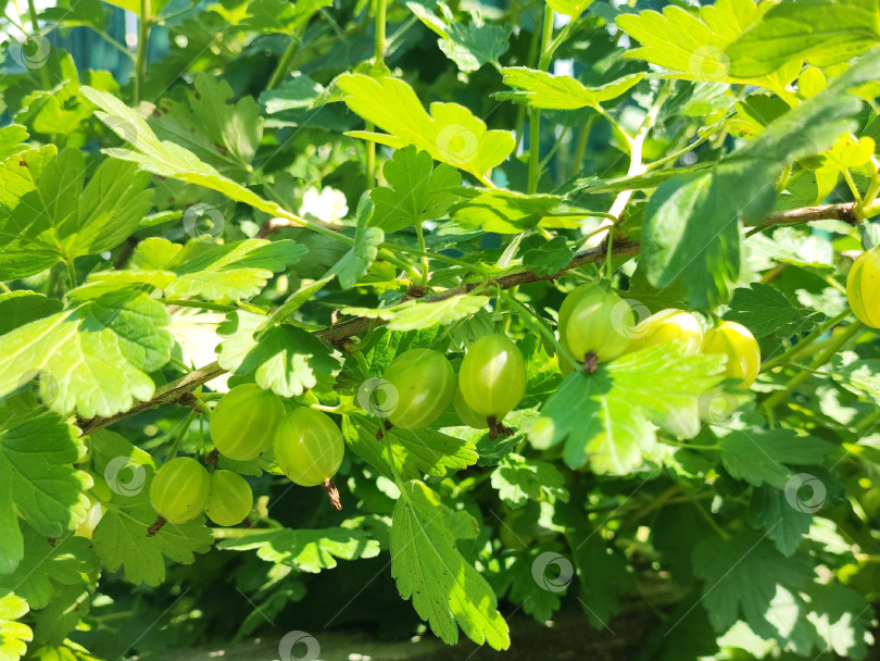 Скачать Куст ягоды крыжовник. Ягодный куст крыжовника. фотосток Ozero