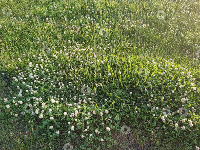 Скачать Прекрасные летние цветы. Trifolium repens фотосток Ozero