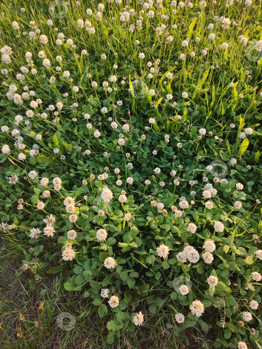 Скачать Прекрасные летние цветы. Trifolium repens фотосток Ozero