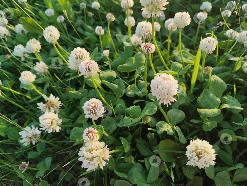 Скачать Красивые летние цветы. Trifolium repens фотосток Ozero