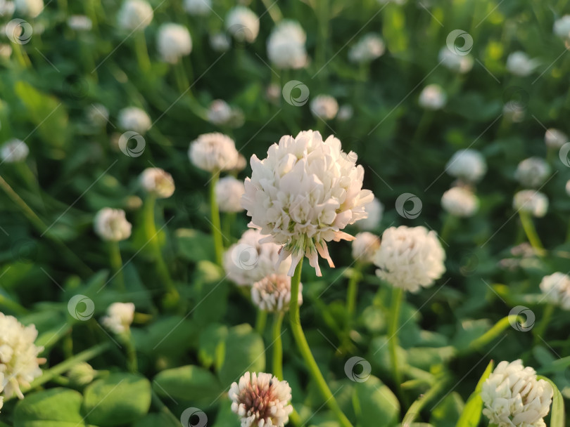 Скачать Красивые летние цветы. Trifolium repens фотосток Ozero