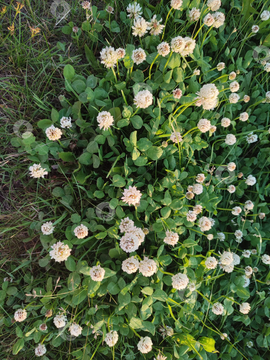 Скачать Прекрасные летние цветы. Trifolium repens фотосток Ozero