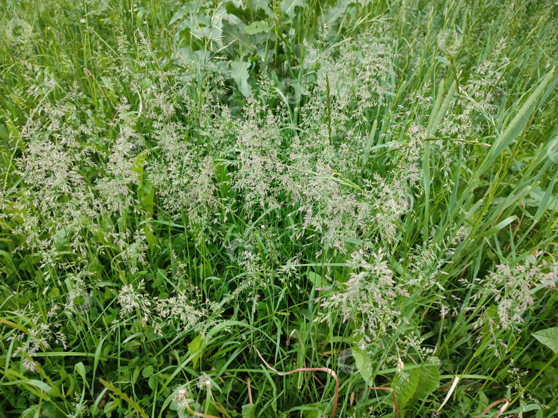 Скачать Красивые летние растения. Poa pratensis фотосток Ozero
