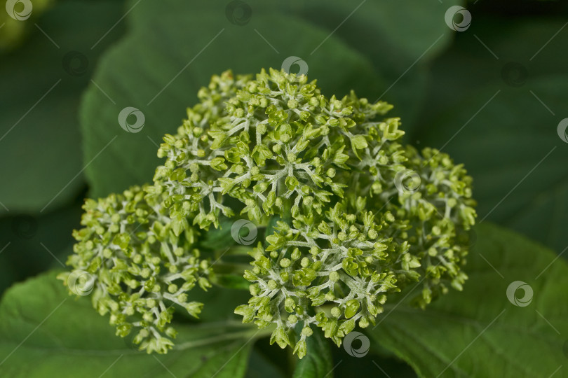 Скачать Распускаются соцветия гортензии (лат. Hydrangea). фотосток Ozero