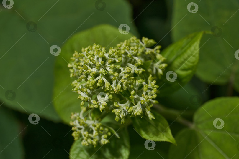 Скачать Распускаются соцветия гортензии (лат. Hydrangea). фотосток Ozero