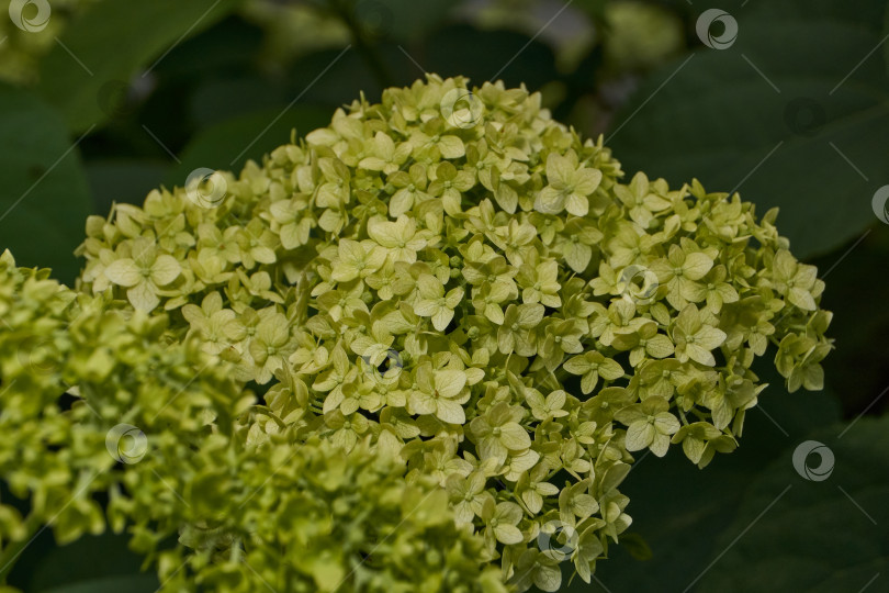 Скачать Распускаются соцветия гортензии (лат. Hydrangea). фотосток Ozero