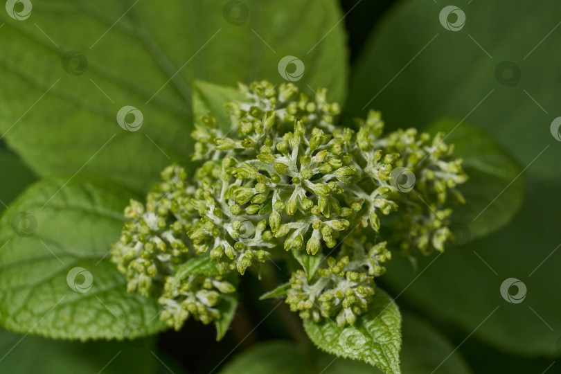 Скачать Распускаются соцветия гортензии (лат. Hydrangea). фотосток Ozero
