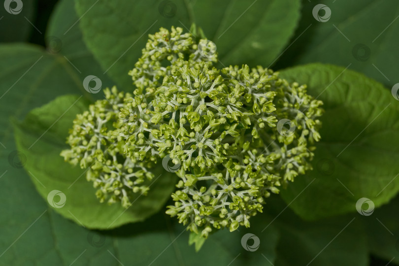 Скачать Распускаются соцветия гортензии (лат. Hydrangea). фотосток Ozero