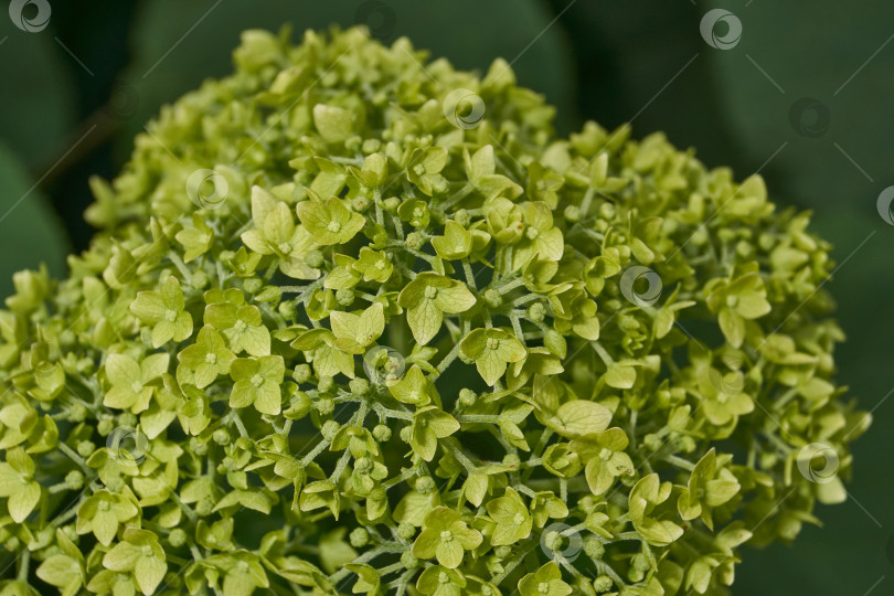 Скачать Распускаются соцветия гортензии (лат. Hydrangea). фотосток Ozero