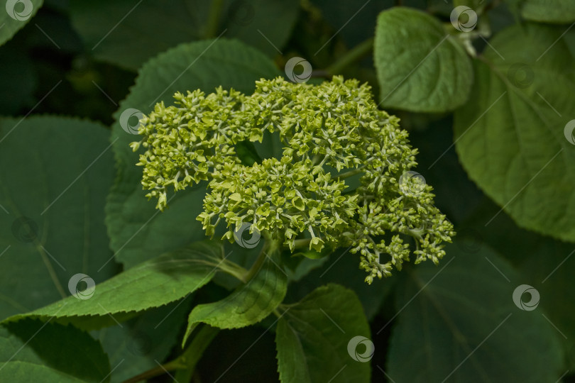 Скачать Распускаются соцветия гортензии (лат. Hydrangea). фотосток Ozero