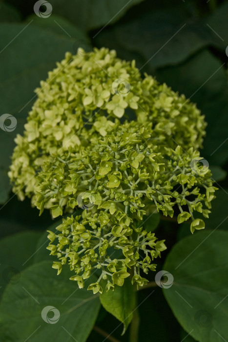 Скачать Распускаются соцветия гортензии (лат. Hydrangea). фотосток Ozero